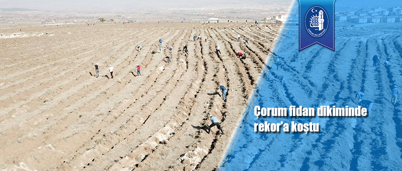 Çorum fidan dikiminde rekor'a koştu
