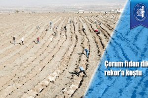 Çorum fidan dikiminde rekor'a koştu