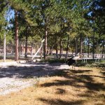 Yaralı yaban kuşları ilgi odağı oluyor