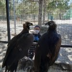 Yaralı yaban kuşları ilgi odağı oluyor