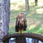 Yaralı yaban kuşları ilgi odağı oluyor