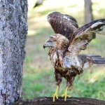 Yaralı yaban kuşları ilgi odağı oluyor