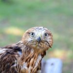 Yaralı yaban kuşları ilgi odağı oluyor