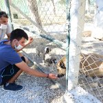 Yaralı yaban kuşları ilgi odağı oluyor