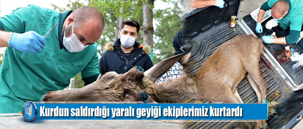 Kurdun saldırdığı yaralı geyiği ekiplerimiz kurtardı