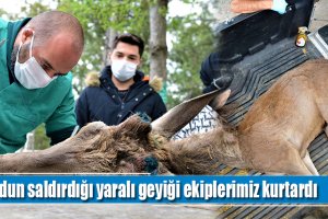 Kurdun saldırdığı yaralı geyiği ekiplerimiz kurtardı