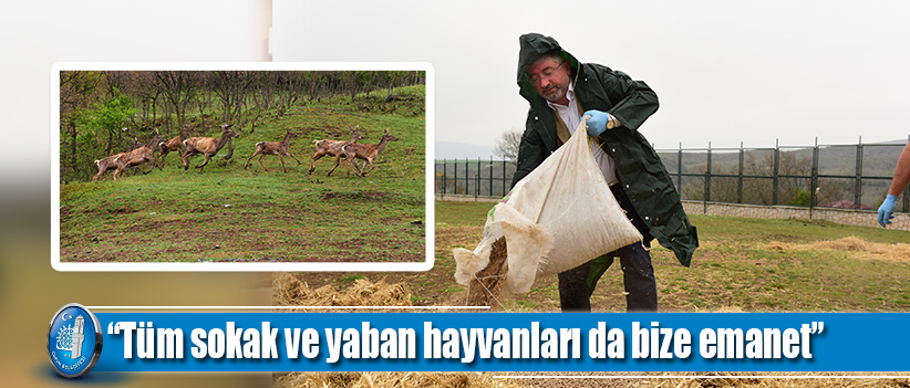 “Tüm sokak ve yaban hayvanları da bize emanet”