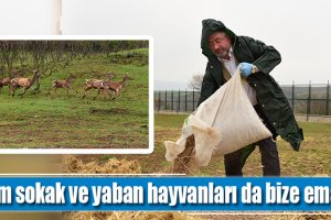 “Tüm sokak ve yaban hayvanları da bize emanet”