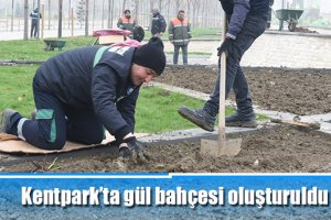 Kentpark’ta gül bahçesi oluşturuldu