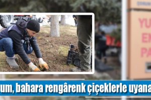Çorum, bahara rengârenk çiçeklerle uyanacak