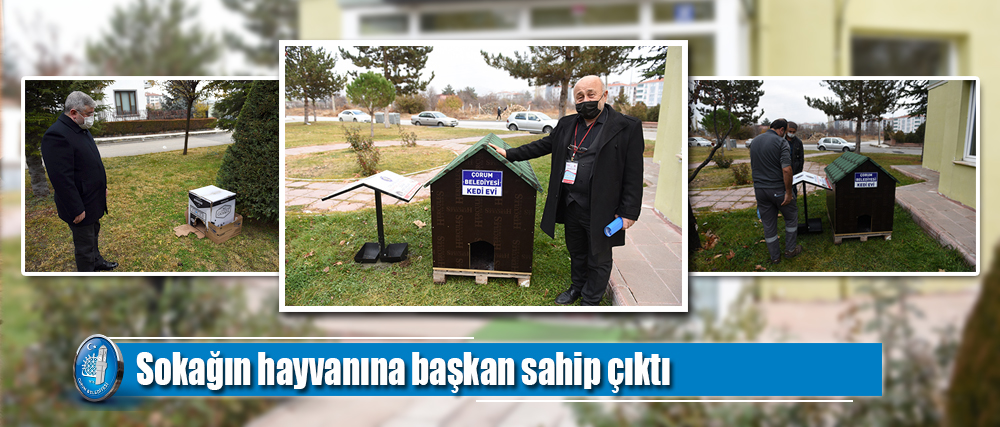 Sokağın hayvanına başkan sahip çıktı