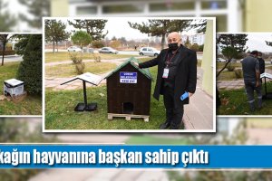 Sokağın hayvanına başkan sahip çıktı