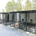 Hayvanların keyfi yerinde