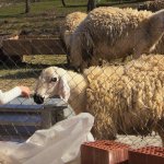 Öğrenciler Hayvan Dostlarıyla Buluştu