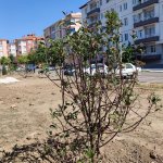 Belediyemiz, Fevziçakmak 3. Caddeye 108 ağaç dikti