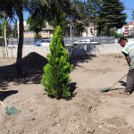 Belediyemiz, Fevziçakmak 3. Caddeye 108 ağaç dikti