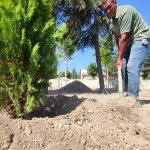 Belediyemiz, Fevziçakmak 3. Caddeye 108 ağaç dikti