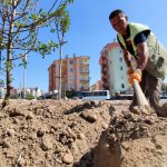 Belediyemiz, Fevziçakmak 3. Caddeye 108 ağaç dikti