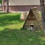 Sokağımızın kedileri güvenli ellerde