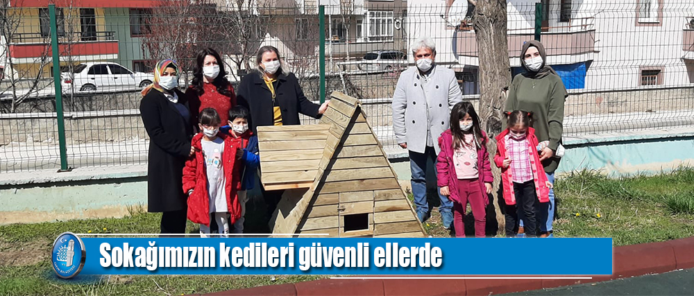 Sokağımızın kedileri güvenli ellerde