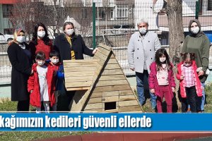 Sokağımızın kedileri güvenli ellerde