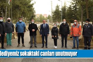 Belediye’den sokaktaki canlar için 38 kedi evi