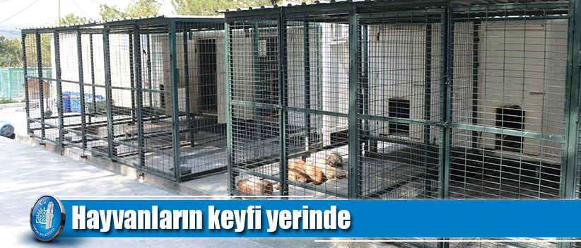 Hayvanların keyfi yerinde