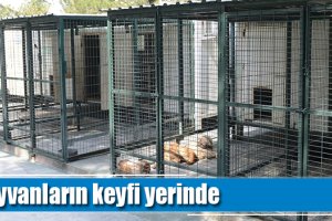 Hayvanların keyfi yerinde