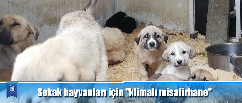 Sokak hayvanları için "klimalı misafirhane"