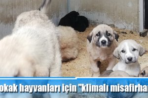 Sokak hayvanları için "klimalı misafirhane"