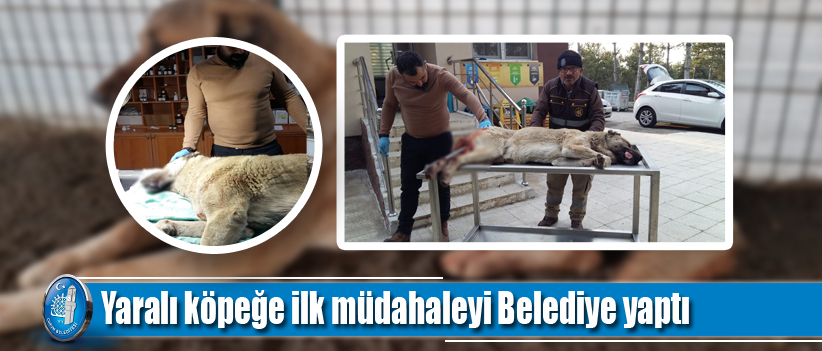 Yaralı köpeğe ilk müdahaleyi Belediye yaptı