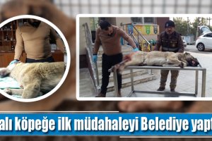 Yaralı köpeğe ilk müdahaleyi Belediye yaptı