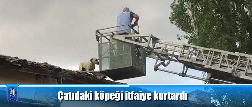 Çatıdaki köpeği itfaiye kurtardı