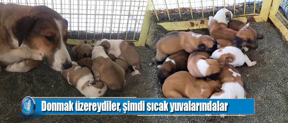 Donmak üzereydiler, şimdi sıcak yuvalarındalar