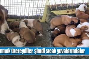 Donmak üzereydiler, şimdi sıcak yuvalarındalar