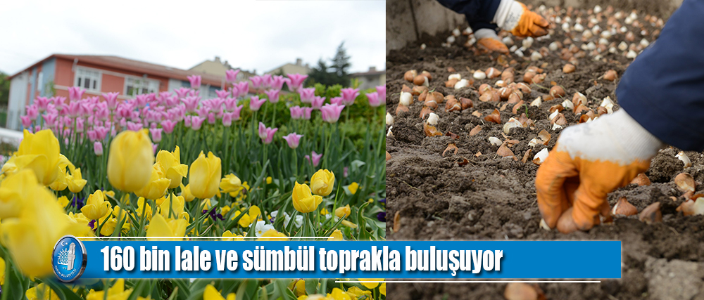 160 bin lale ve sümbül toprakla buluşuyor