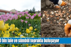 160 bin lale ve sümbül toprakla buluşuyor