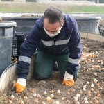 160 bin lale ve sümbül toprakla buluşuyor