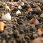 160 bin lale ve sümbül toprakla buluşuyor