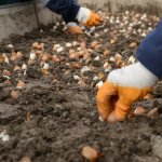 160 bin lale ve sümbül toprakla buluşuyor