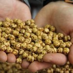 Aşgın’dan 81 ildeki 81 okula leblebi