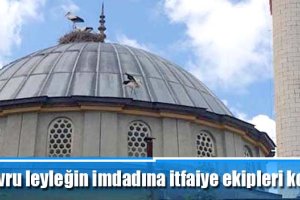 Yavru leyleğin imdadına itfaiye ekipleri koştu