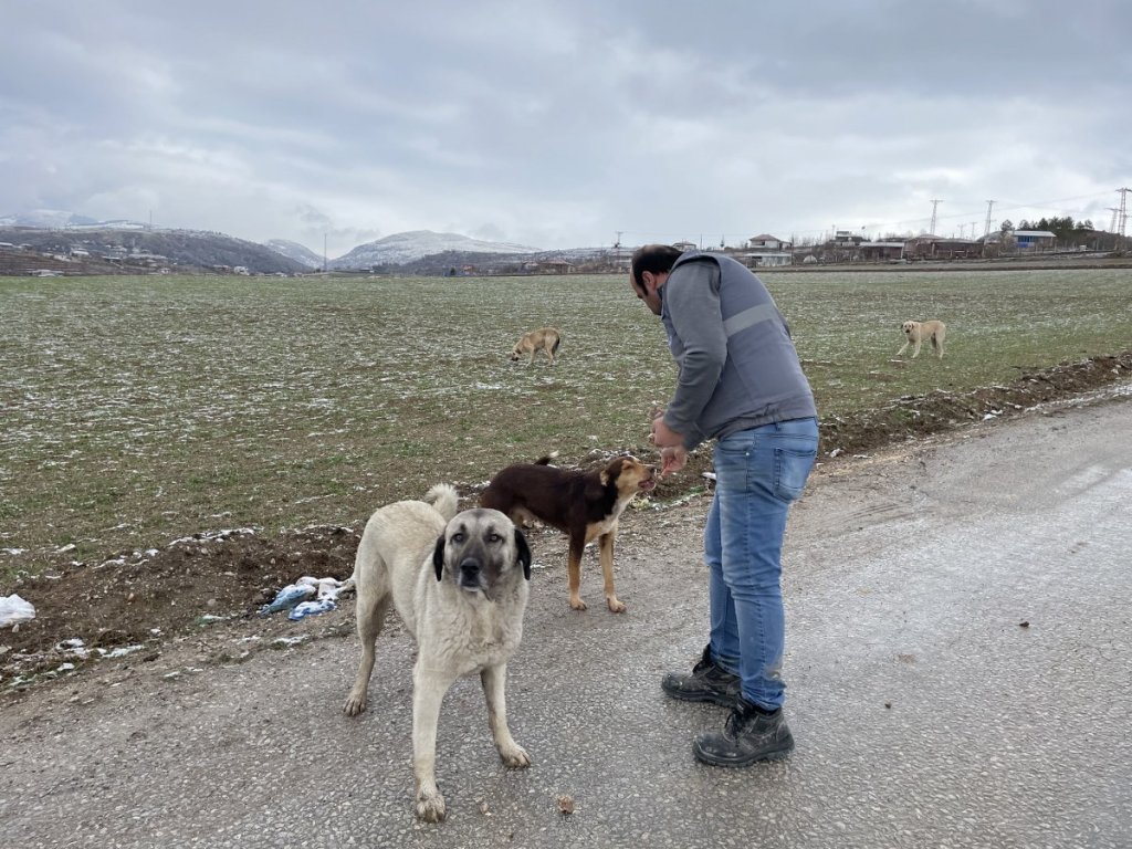 Belediyemiz sokak hayvanlarını unutmuyor