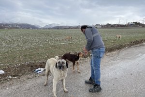 Belediyemiz sokak hayvanlarını unutmuyor