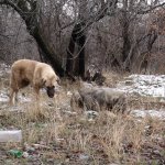 Belediyemiz sokak hayvanlarını unutmuyor