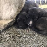 Donmak üzereydiler, şimdi sıcak yuvalarındalar