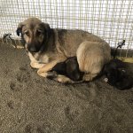 Donmak üzereydiler, şimdi sıcak yuvalarındalar