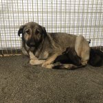 Donmak üzereydiler, şimdi sıcak yuvalarındalar