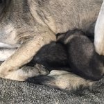 Donmak üzereydiler, şimdi sıcak yuvalarındalar