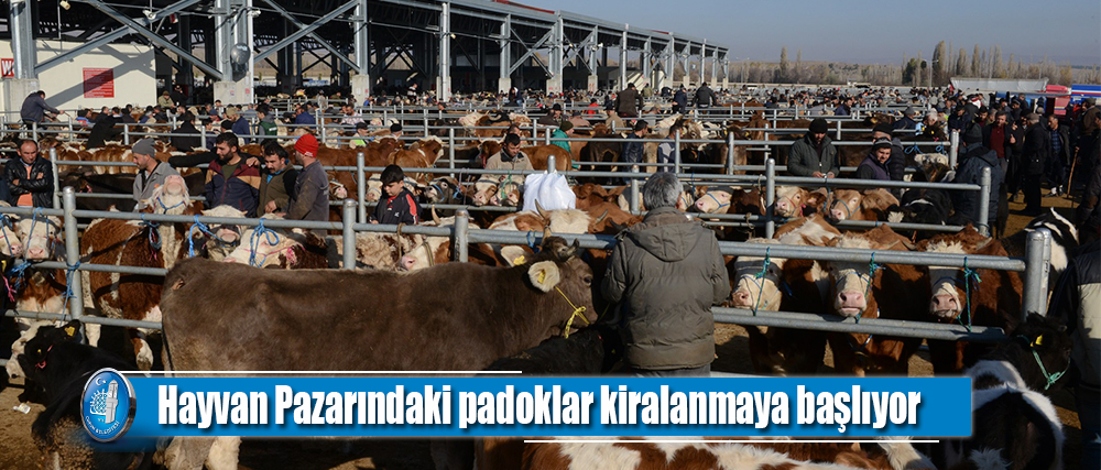 Hayvan Pazarındaki padoklar kiralanmaya başlıyor